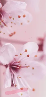 Delicate pink blossoms with soft petals against a serene background.