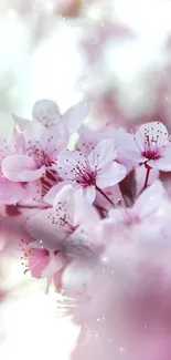 Close-up of elegant pink blossoms with soft focus and serene background.