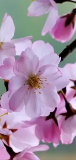 Mobile wallpaper with pink cherry blossoms in full bloom.