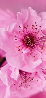 Close-up of pink blossoms in full bloom with delicate petals.