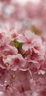 Delicate pink cherry blossoms creating a serene mobile wallpaper.