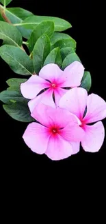 Beautiful pink blossoms with green leaves on a black background.