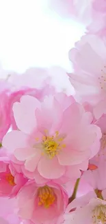 Beautiful pink blossoms with soft petals and gentle lighting.