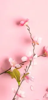 Pink blossom branches on a pastel background.