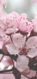 Mobile wallpaper featuring pink blossoms in a soft, elegant setting.