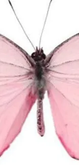 Pink butterfly with delicate wings on a white background.