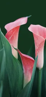 Elegant pink calla lilies with lush green leaves background.