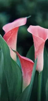 Elegant pink Calla Lily with lush green leaves, perfect for nature wallpaper.