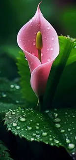 Pink calla lily with dewdrops on green leaves.