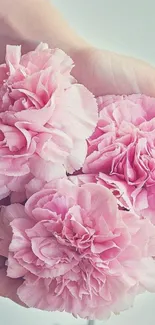 Three pink carnations held in hands, against a soft background.