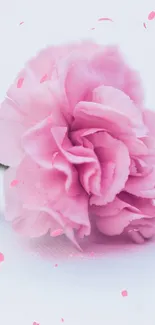 A beautiful pink carnation flower on a soft white background.