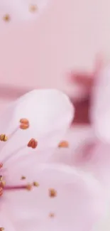 Close-up of pink cherry blossoms in soft focus, showcasing elegant petals.