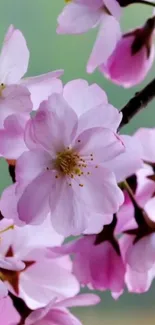 Pink cherry blossoms in full bloom on a branch.