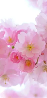 Elegant pink cherry blossoms in full bloom, soft and delicate floral design.