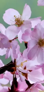 Mobile wallpaper of pink cherry blossoms in bloom against a soft green background.