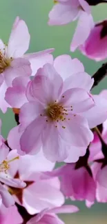 Pink cherry blossoms with a green background.