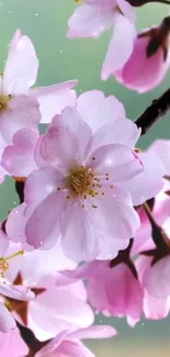 Cherry blossoms with pink petals on a branch.