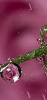 Pink blossoms reflected in dewdrops on a lush green stem.