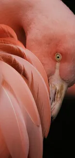 Close-up of a pink flamingo with elegant feathers.