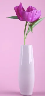 Pink flower in a white vase against a pink background.