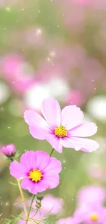 Pink cosmos flowers mobile wallpaper with elegant floral design.