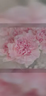 Elegant pink flower wallpaper with soft blossoms.