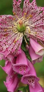 Elegant pink flower with intricate details on green background.