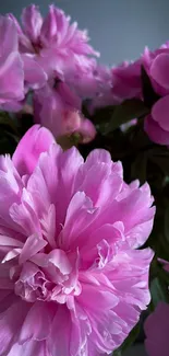 Beautiful pink peonies in full bloom, perfect for mobile wallpaper.