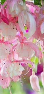 Beautiful pink hanging flowers in a vibrant natural scene.