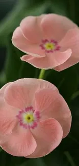 Two elegant pink flowers against dark green leaves.