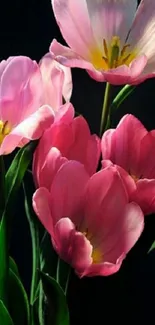 Beautiful pink tulips on dark background mobile wallpaper.