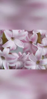 Close-up of elegant pink flowers with pastel petals for a mobile wallpaper.