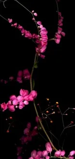 Pink flowers with black background wallpaper.