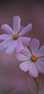 Elegant pink flowers bloom in a serene wallpaper.