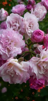 Elegant pink roses with lush petals in a vibrant floral arrangement.