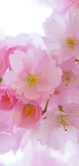 Pink cherry blossoms mobile wallpaper.