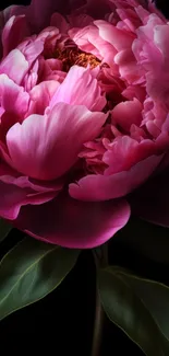 Elegant pink flower bloom with lush green leaves.