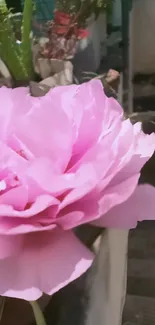 Close-up of a vibrant pink flower with delicate petals in a natural setting.