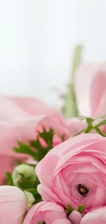 Elegant pink flowers with a soft background.