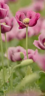 Mobile wallpaper featuring a serene field of pink flowers in bloom.