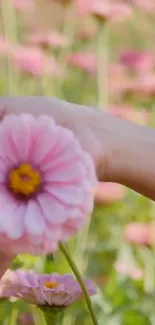 Hand holding a pink flower with a soft blurred background.