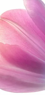 Closeup of an elegant pink flower petal with soft textures.