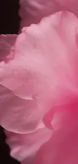 Close-up of elegant pink flower petals.