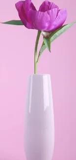 Pink flower in white vase against pink background.