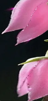 Close-up of pink flower petals on dark background.