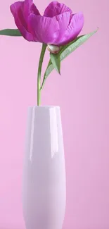 Pink flower in white vase with pastel background.