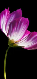 Elegant pink flower with vibrant petals on a black background.