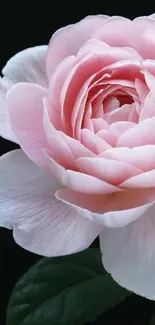 Elegant pink flower with delicate petals on a dark background wallpaper.