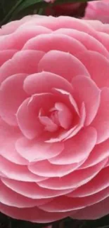 Beautiful pink flower with delicate petals.