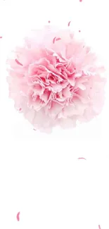 Pink flower with delicate petals on a white background.